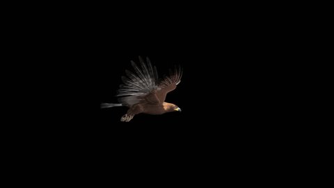 Golden Eagle - Flying Loop - Right Side View - Alpha Channel - 4K - 3D animation of prey bird isolated on transparent background for your nature, travel and fantasy projects.