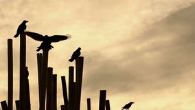 Crows on bamboo fence flying away,sunrise background.