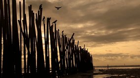 Crows on bamboo fence flying away,sunrise background.