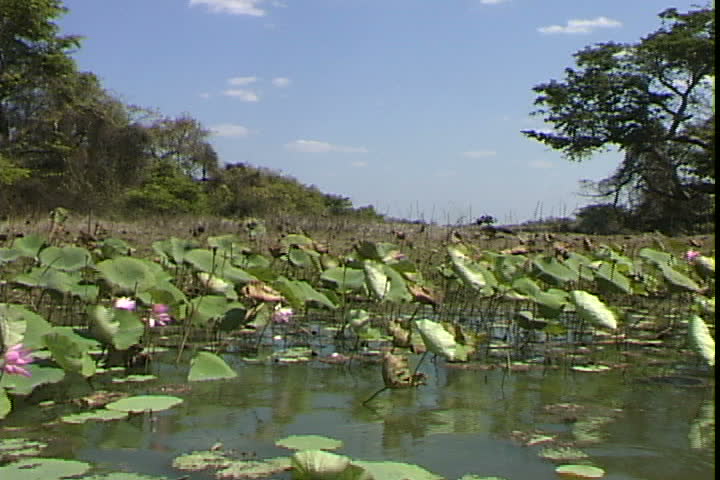 Yellow River Water Lilies