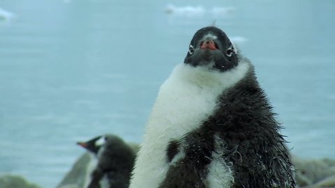 penguin in antarctica Stock Video
