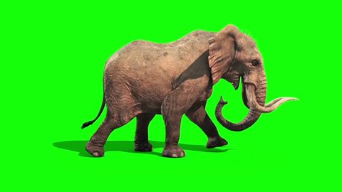 Elephant Walks Static Side Green Screen