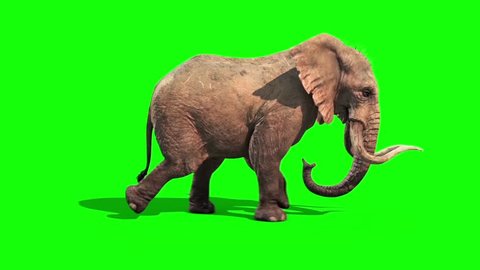 Elephant Runs Static Side Green Screen