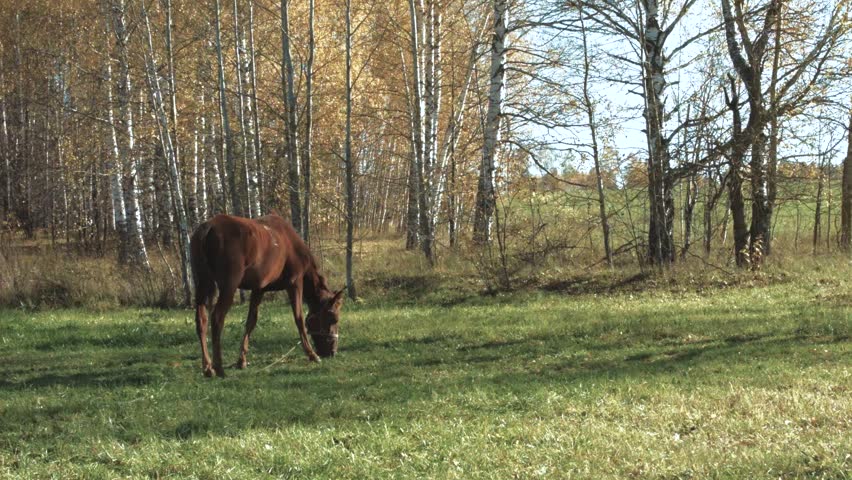 The horse walks on the green field | Shutterstock HD Video #20584282