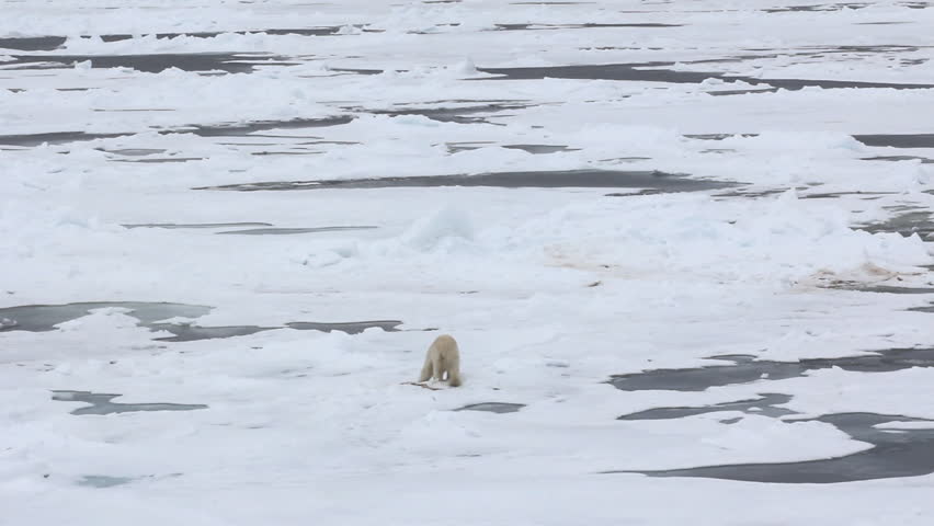 polar bear near North Pole. Male eats and digs into snow remains of killed seal. It is accompanied by seagulls parasite