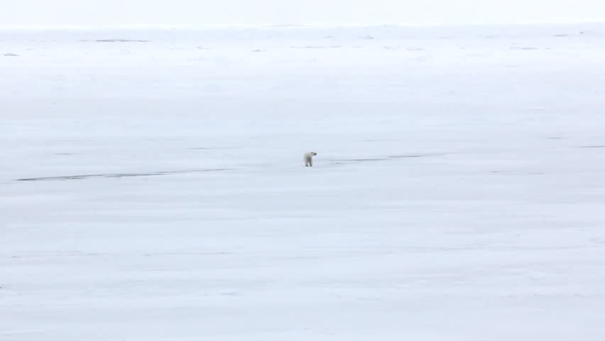 Raptor hunting Pack image - Free stock photo - Public Domain photo ...