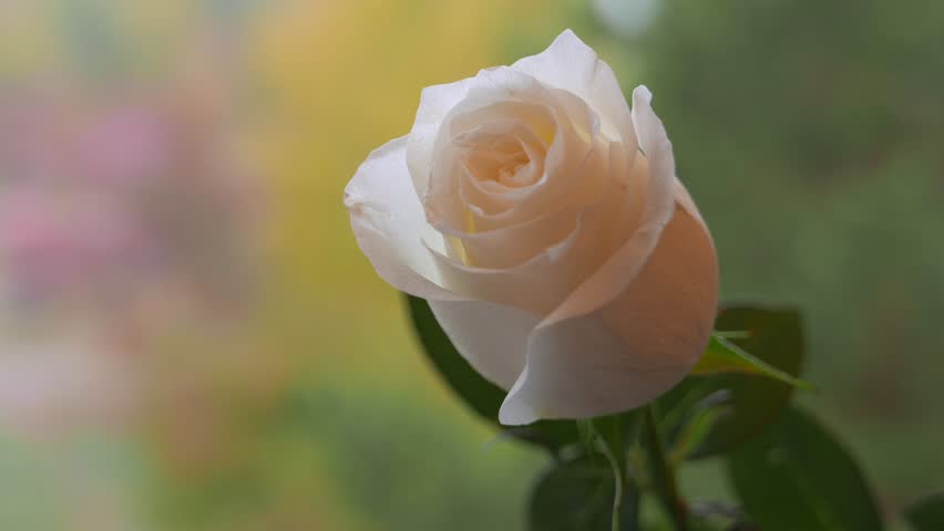 White rose at the open window in the morning.