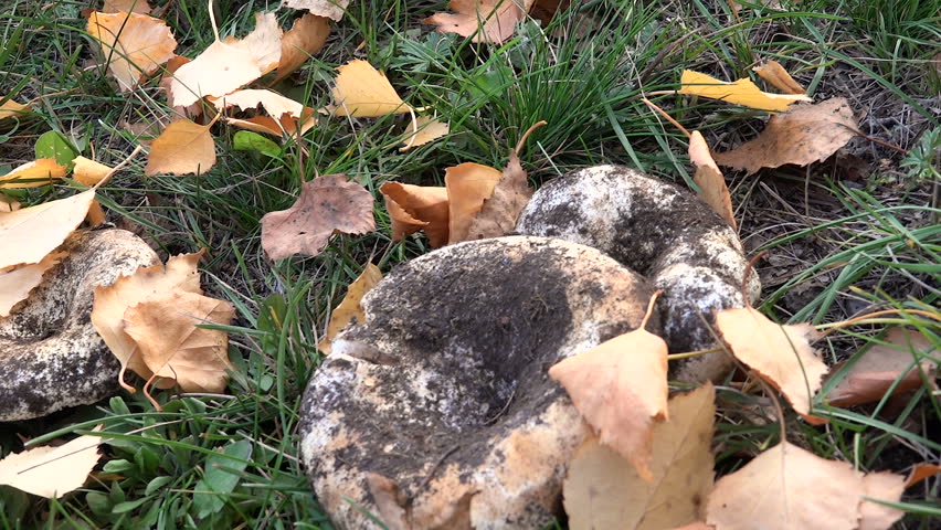 Mushrooms in the Meadow on Yellow Leaves Camera Movement