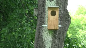 zoom out of wooden nesting box on big tree in green park. video clip.