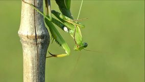 Green Praying Mantis cleans his paw.
