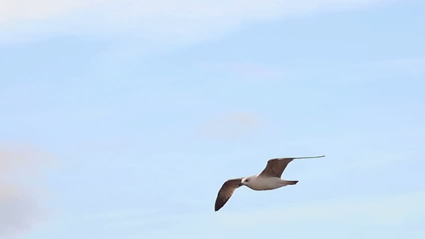 Couple of seagulls gliding on the sky