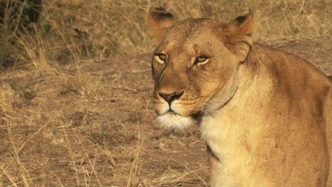 close up of an injured lioness calling her young in masai mara, kenya