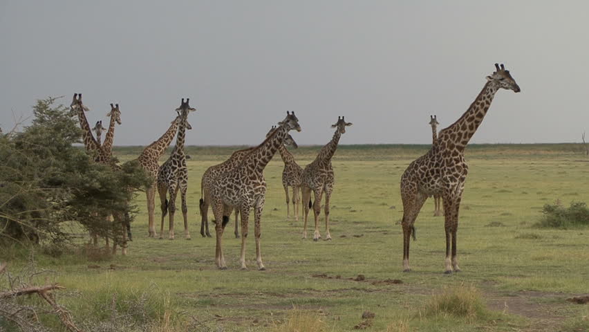 A scenic shot of giraffe highlighted against the African sky.