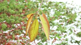 Autumn leaves of bird-cherry tree - Prunus maackii
