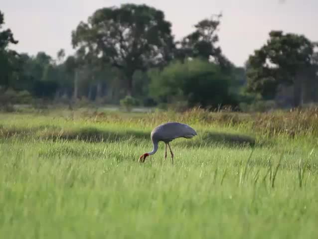grey Crane on evening time.