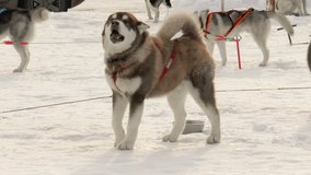 Pets. Dog breed Siberian husky, huskies, malamutes outdoors on a snowy field