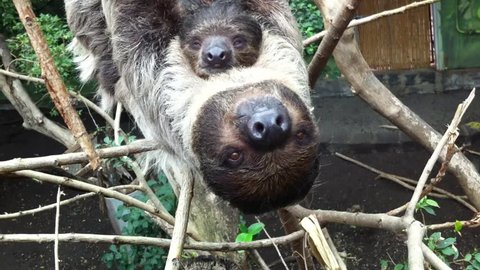 A sloth hanging from a branch with a baby sloth sleeping on her chest looking at the camera