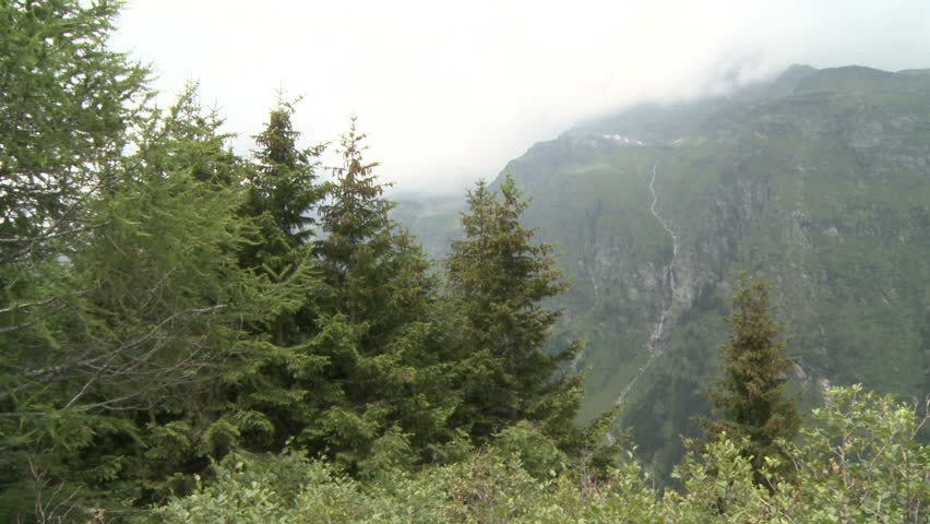 Forest in swizerland mountains