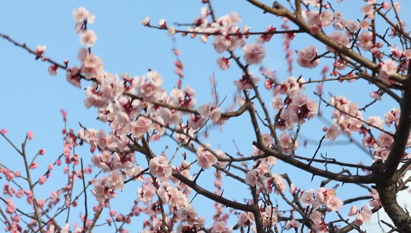japanese plum blossom Stock Footage Video (100% Royalty-free) 2061119 ...