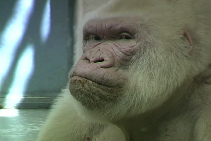 white gorilla teddy