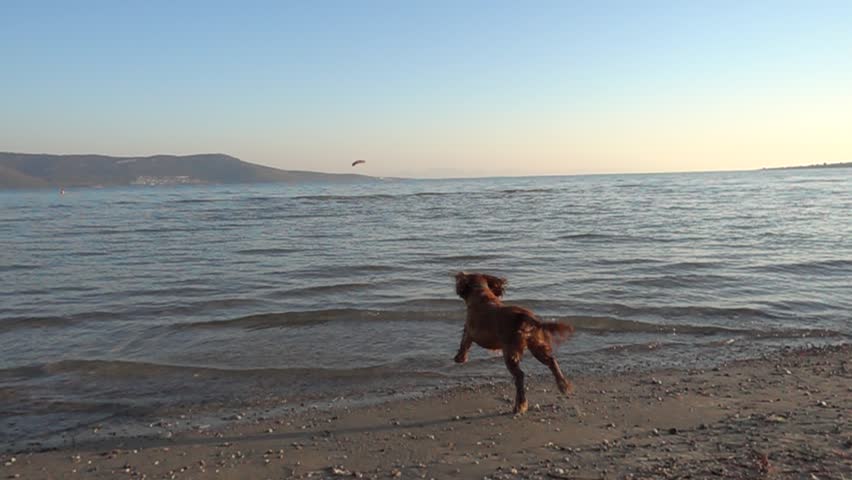 Dogs playing on the beach. (slow motion shot)