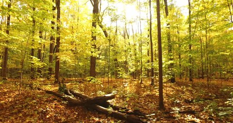 Beautiful Autumn Forest (4K UHD Steadicam Dolly Shot)