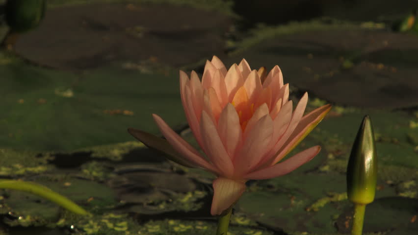 Time lapse opening of water lily flower 