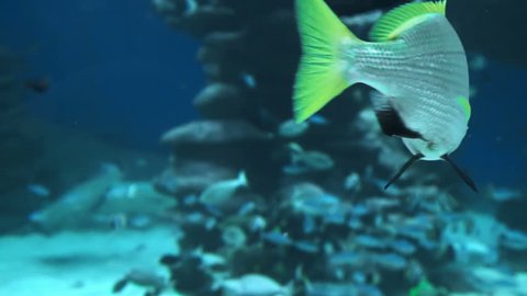 fish swim under water and float past the camera in slow motion