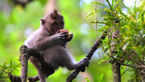 Monkey sitting on a tree and eating bun. Sacred monkey forest near Ubud. Closeup. Bali Indonesia.