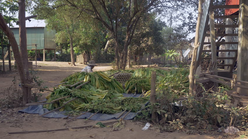 woman moving bundles of tobacco leaves tied onto wooden sticks for drying on the ground