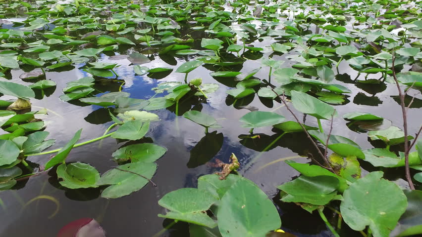 Everglades National Park. South Florida. Heaven for crocodiles, alligators and other wild animals and birds.