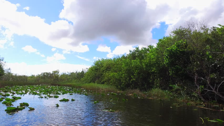 Everglades National Park. South Florida. Heaven for crocodiles, alligators and other wild animals and birds.