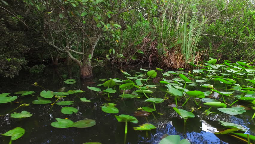 Everglades National Park. South Florida. Heaven for crocodiles, alligators and other wild animals and birds.
