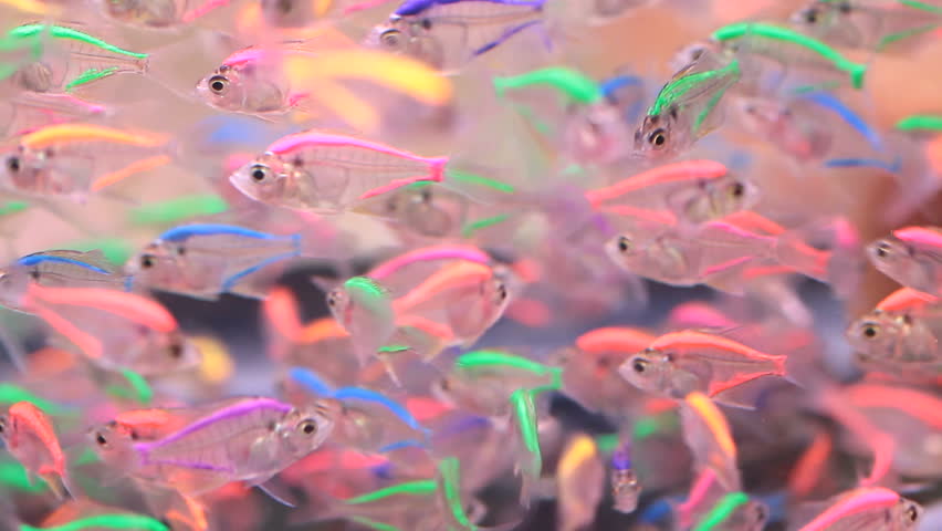 neon freshwater fish