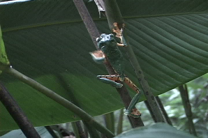 Tree Frog Climbs 
