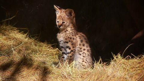 serval cats