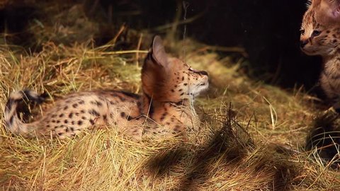serval cats 