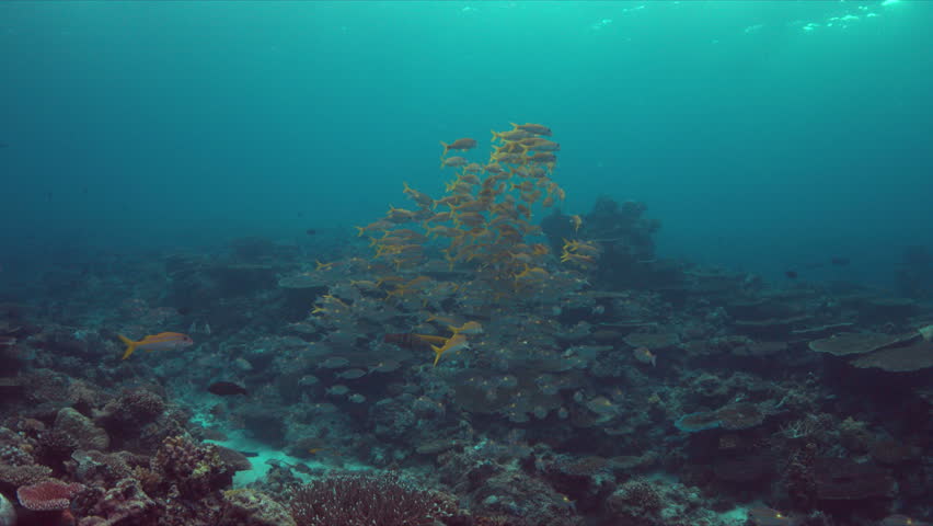 Colorful coral reef with a school of Yellowfin Goatfishes and Striped Large-eye Breams. 4k footage
