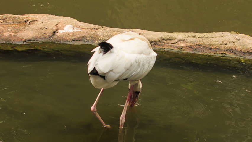 closeup white heron catches fish in lake near tree trunk in water in tropical park