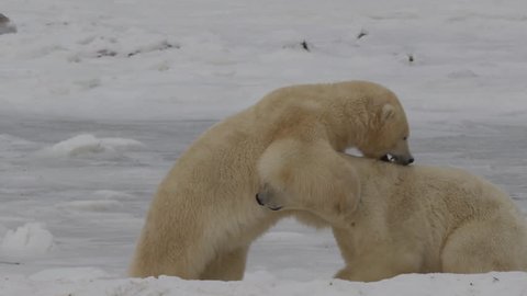 Slow motion - two polar bears bight and wrestle on the sea ice