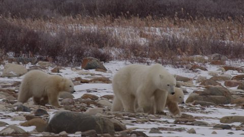 Slow motion- mother polar bear leads cubs across snowy boulder field