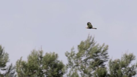 Buzzard Flying
Buzzard flying over green field
