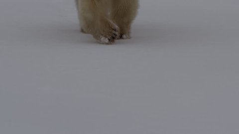 Polar bear tromps through frame over snow in slow motion