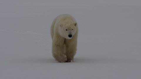 Slow motion - polar bear walks across sea ice and snow