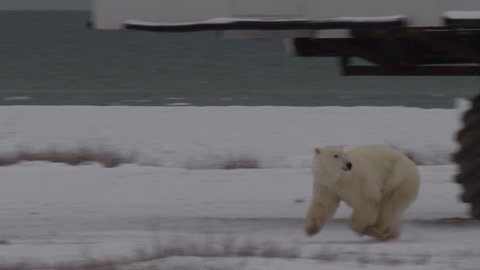 Polar bear sprints across frozen coast and willows in snow