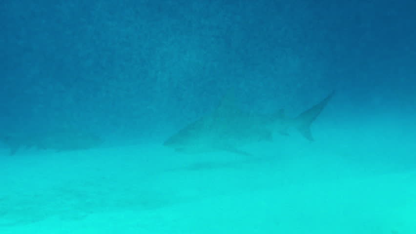 Bull Shark prowls seafloor with small fish in foreground