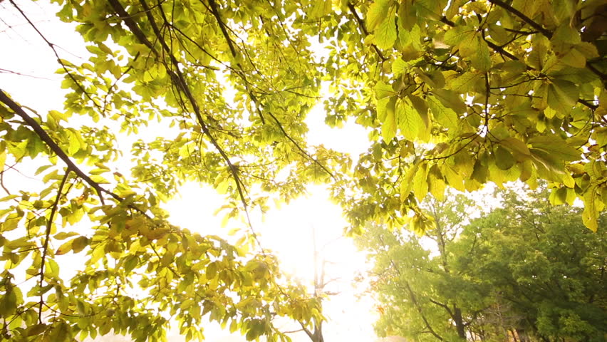 Yellow leaves in foggy morning Tracking shot 