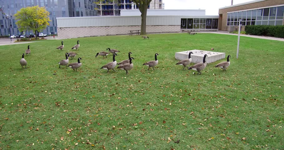 Waterloo, Ontario, Canada October 2016 4K Canada geese on the campus of University of Waterloo