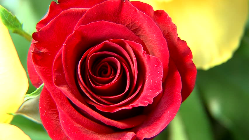 Zoom In To Red Rose Stock Footage Video 100 Royalty Free 2065928 Shutterstock