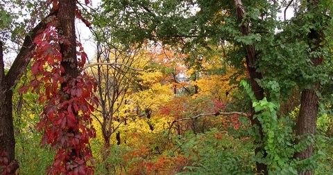 Toronto, Ontario, Canada October 2016 Autumn fall colors in Toronto don valley in 4K
